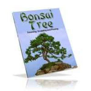 Bonsai Tree