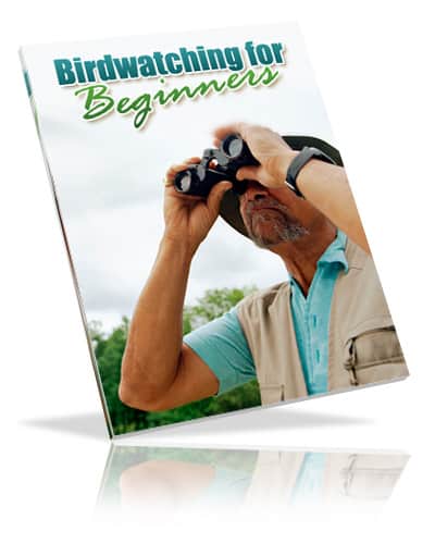 Bird Watching For Beginners