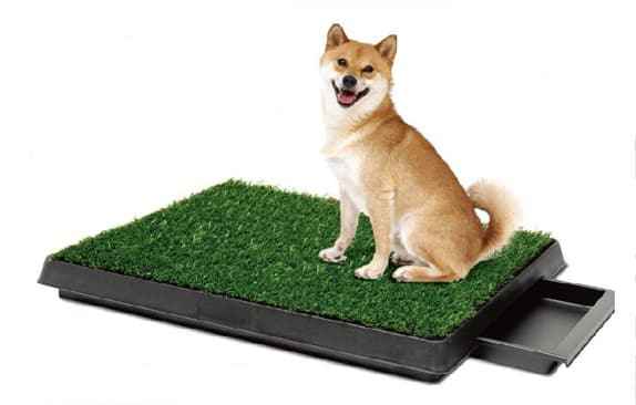 Dog Potty Training