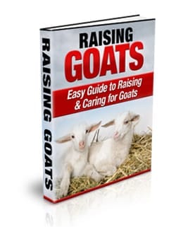 Raising Goats