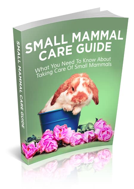 Small Mammal Care Guide